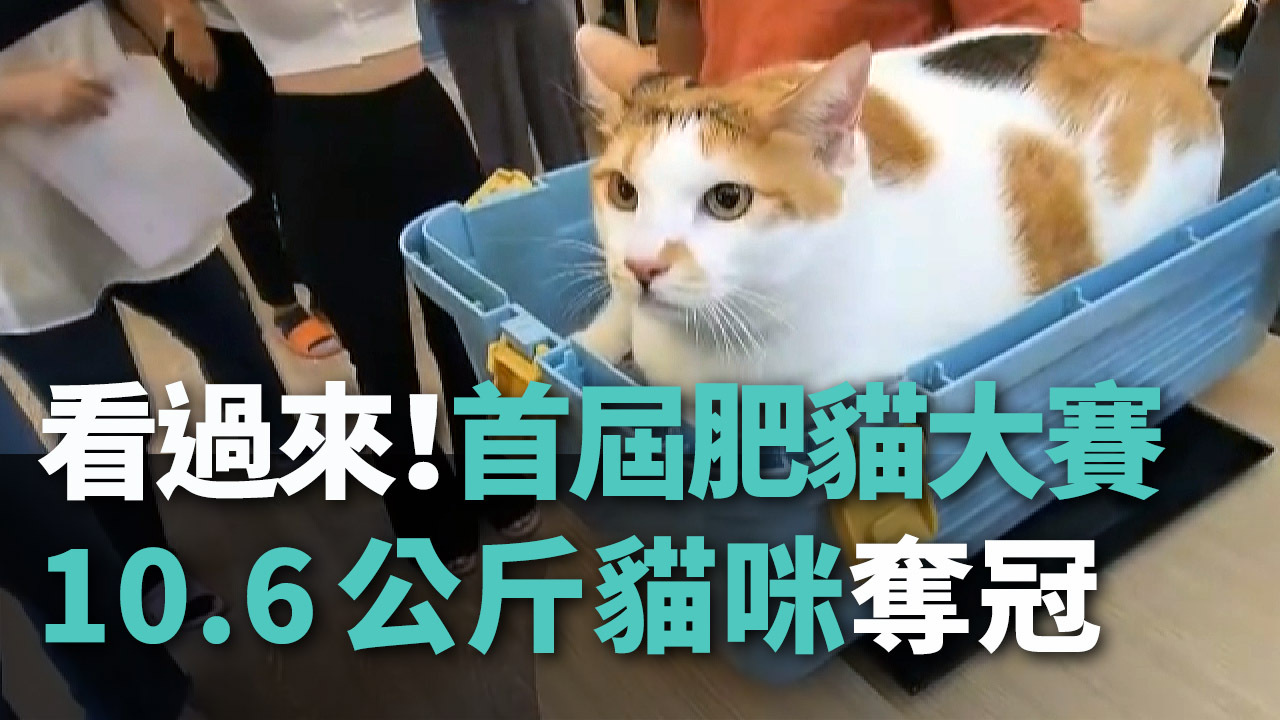 Chú mèo nặng 10,6 kg đoạt quán quân giải “Mèo ú” tại Cao Hùng