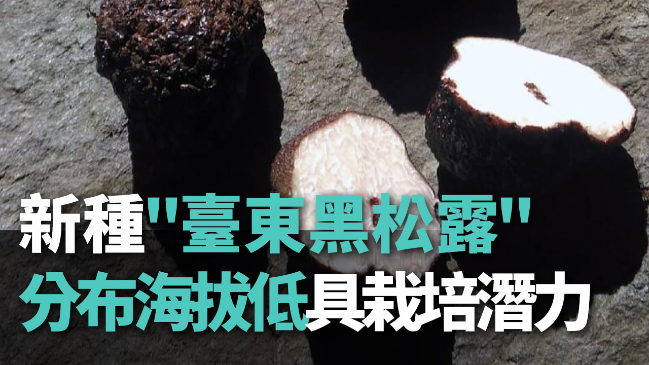 Video: Phát hiện nấm truffle Đài Đông, chủng loại mới đặc hữu Đài Loan
