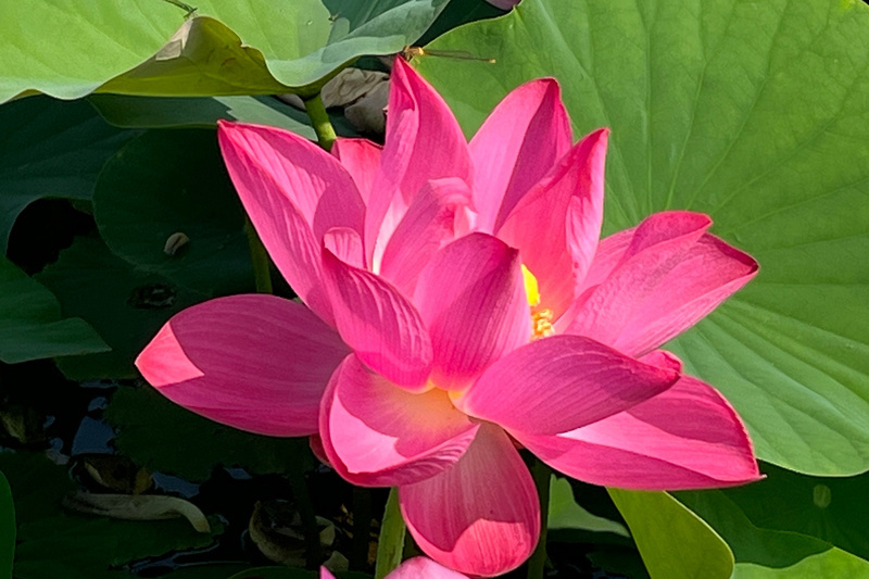 Lễ hội Hoa sen Bạch Hà