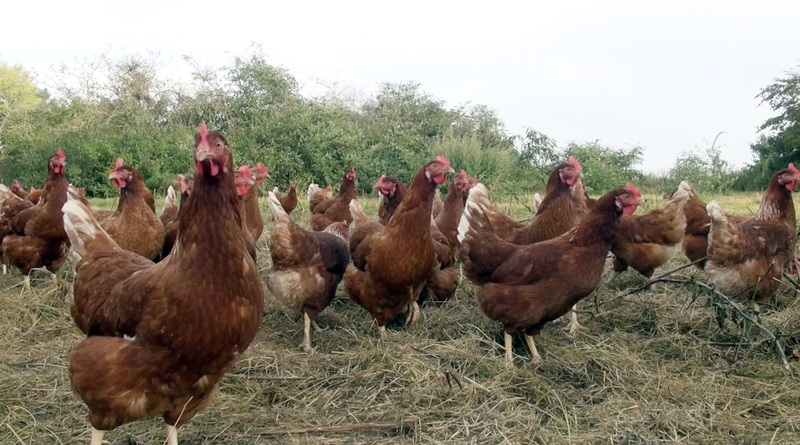 Ca nhiễm H5N1 ở người tăng, chuyên gia: biến thể virut ngày càng thích hợp sống ở người, không loại trừ khả năng thành dịch