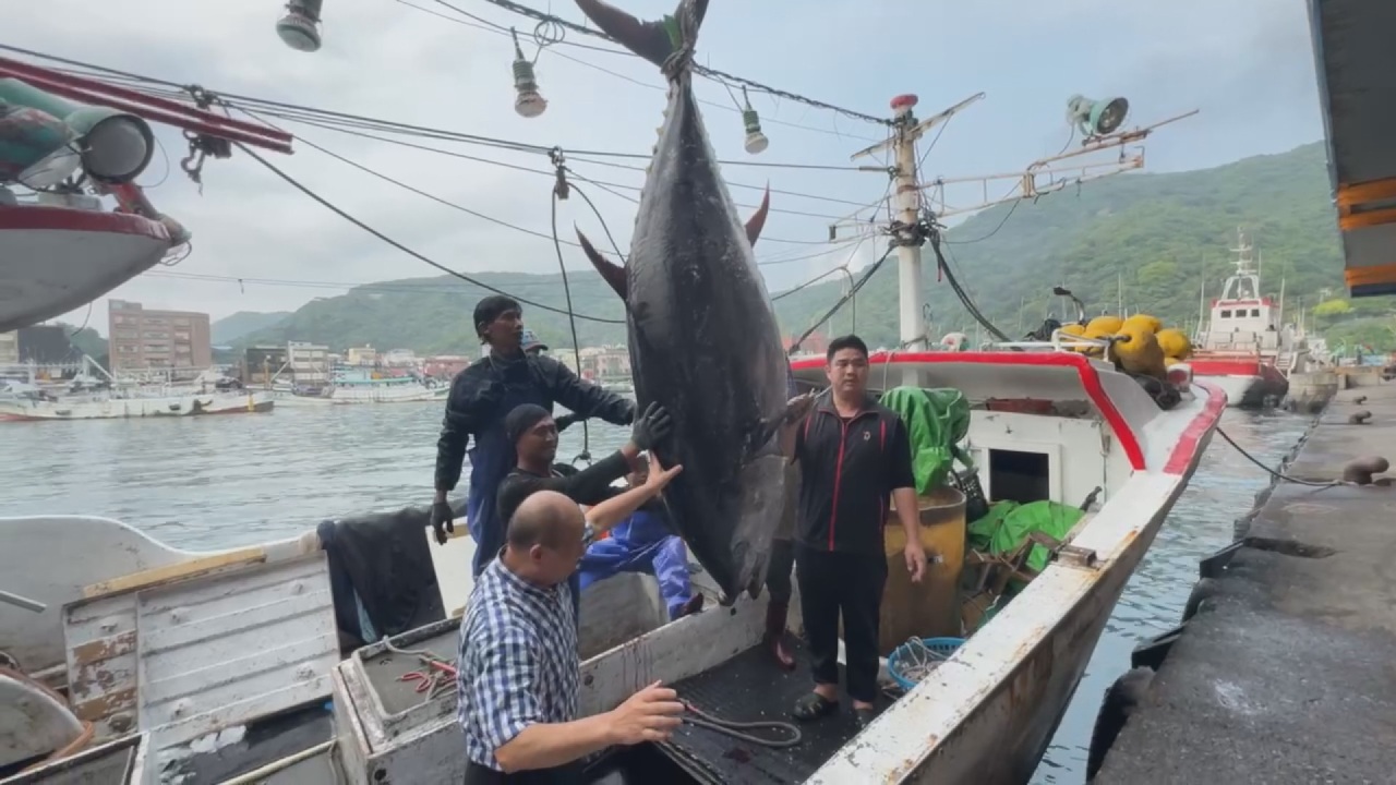 Thuyền đánh cá ở Tô Áo đánh bắt được con cá ngừ đầu tiên của mùa cá ngừ năm nay