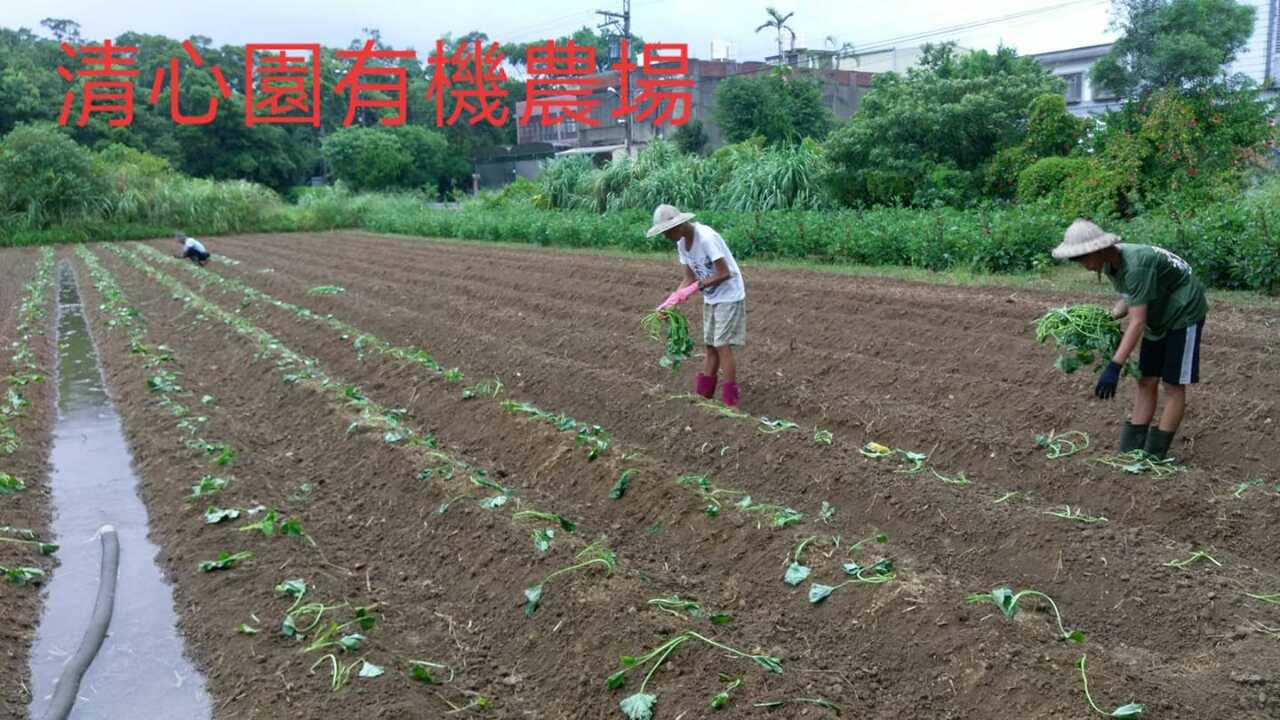Di dân mới Nguyễn Thanh Tâm và chặng đường đến với nông nghiệp sạch (II)