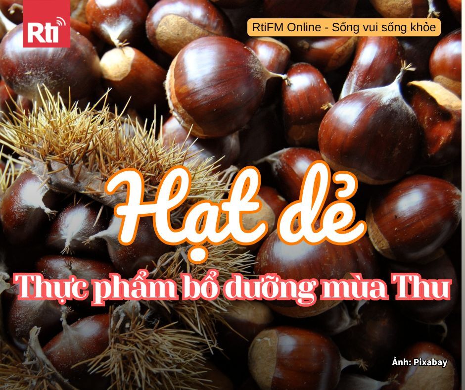 [Sống vui sống khỏe - Tập 103] Hạt dẻ - thực phẩm bổ dưỡng mùa thu