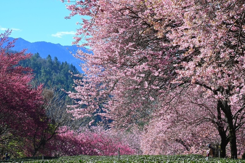 Lion Travel công bố những tuyến đường ngắm hoa anh đào hot nhất mùa hoa năm nay