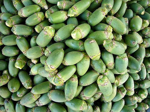Cơ quan y tế dự báo dự thảo luật sắp ra mắt, theo đó cấm trẻ vị thành niên và phụ nữ mang thai ăn trầu, tuy nhiên có trường hợp ngoại lệ