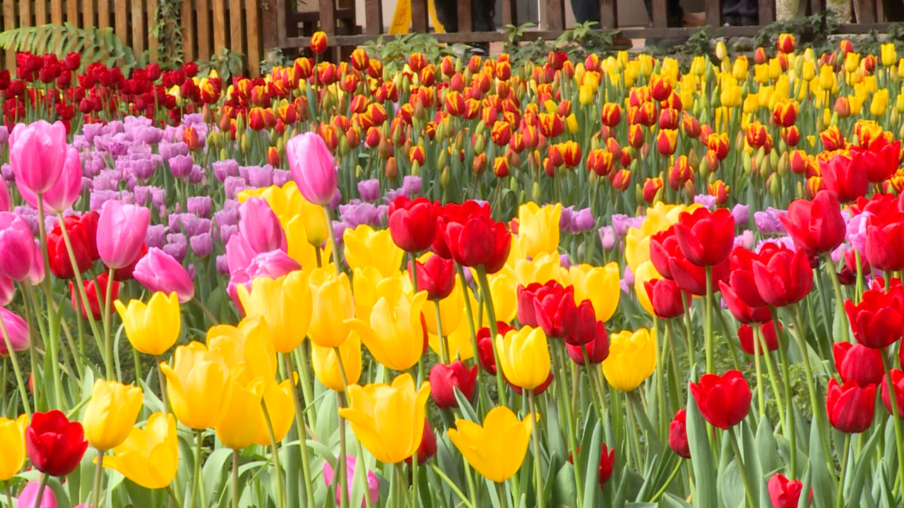 Video: 120.000 bông hoa tulip nở rộ ở công viên rừng sinh thái Shanlinxi, biển mây bồng bềnh trông như lẩu sữa