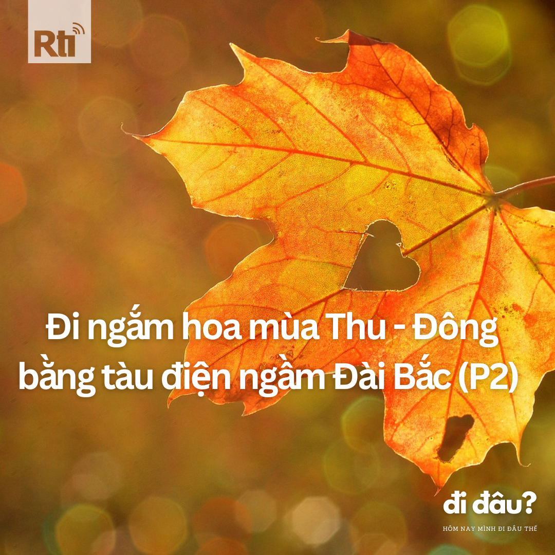 [Hôm nay mình đi đâu thế? - Tập 106] Đi ngắm hoa mùa thu đông bằng MRT Đài Bắc (P2)