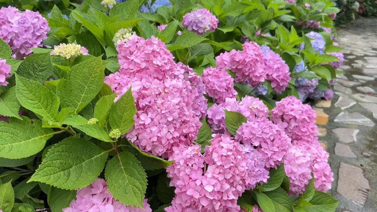 Biển hoa cẩm tú cầu ở Shanlinxi đẹp như thế giới cổ tích, thác nước đổ ào ạt mát lạnh sảng khoái